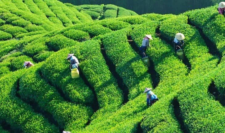 گالری تصویر نوین سعادت