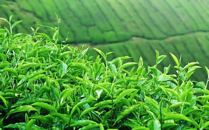 گالری تصویر نوین سعادت